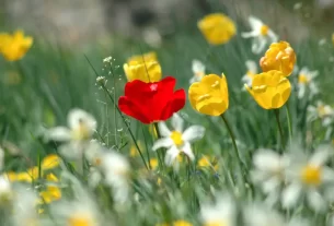 Flores amarelas e uma vermelha para simbolizar que cada mulher é única.