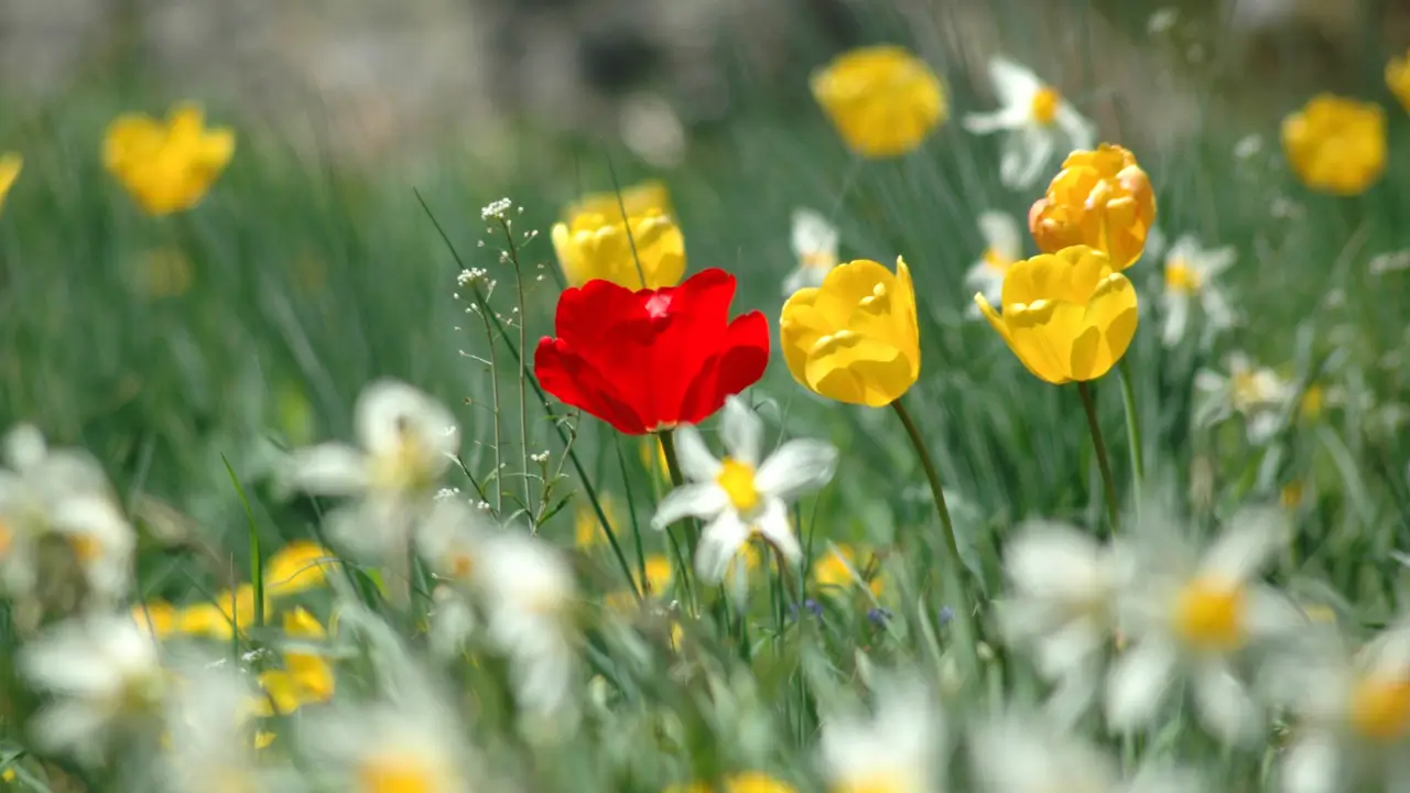 Flores amarelas e uma vermelha para simbolizar que cada mulher é única.