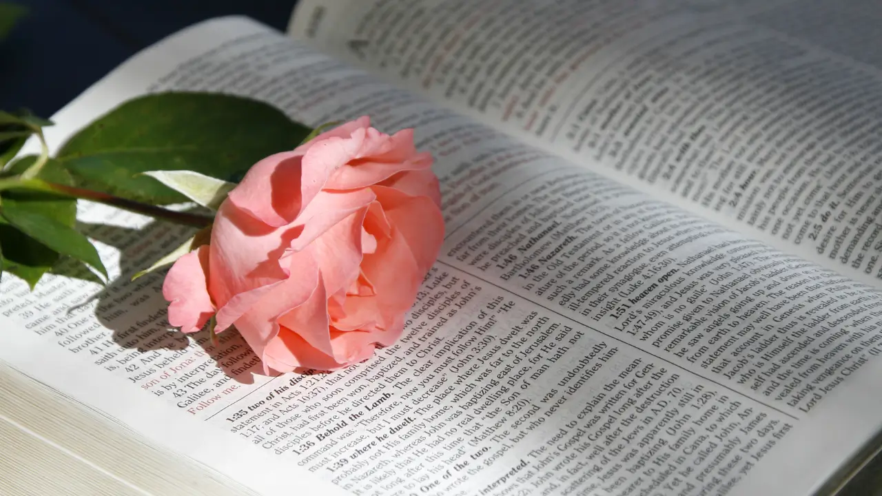 Uma Bíblia com uma rosa dentro para simbolizar o perfume de redenção