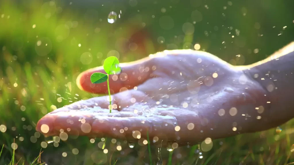 uma mão com um broto para simbolizar e mostrar o título como cultivar a gratidão.
