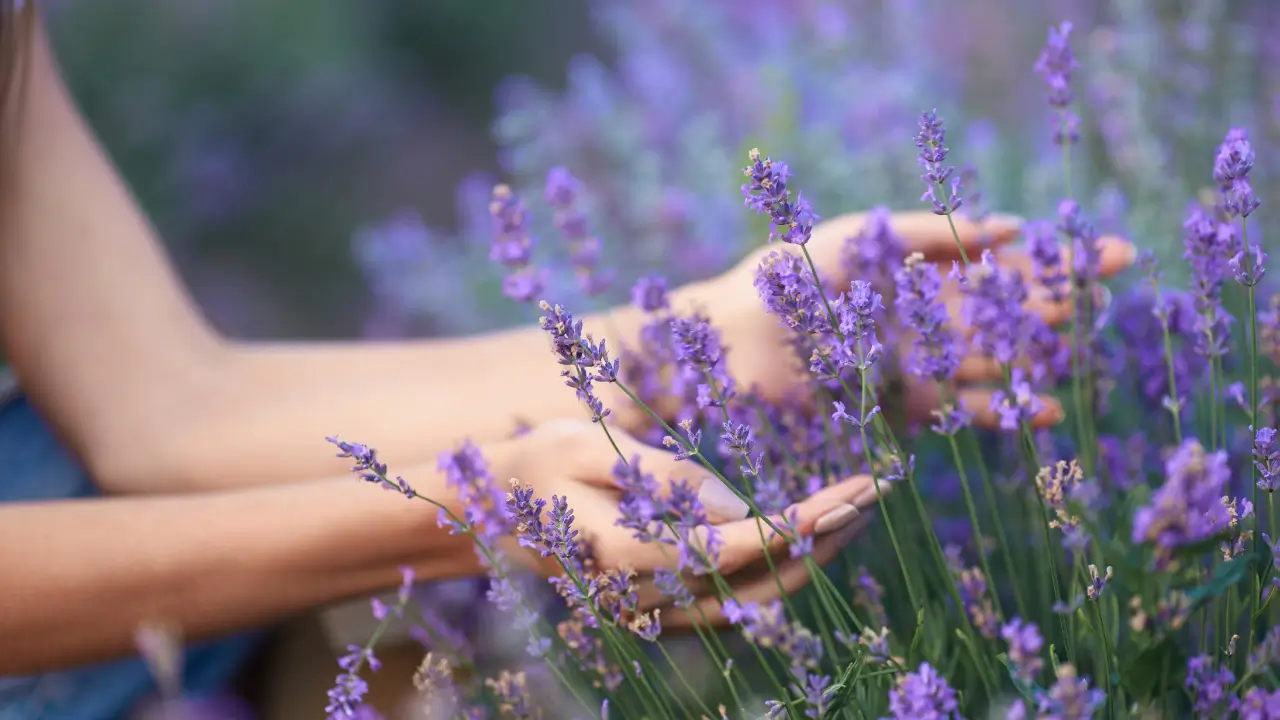 mãos tocando lavanda, meramente ilustrativa para o artigo Quando Deus sussurra esperança.
