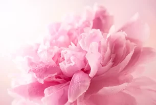 peônia para simbolizar a beleza da mulher que reconhece sua identidade em Deus