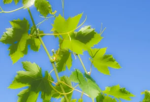 devocional para mulheres ilustrado por folhas de videira