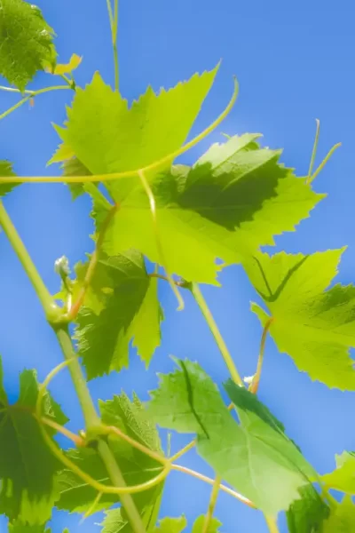 devocional para mulheres ilustrado por folhas de videira