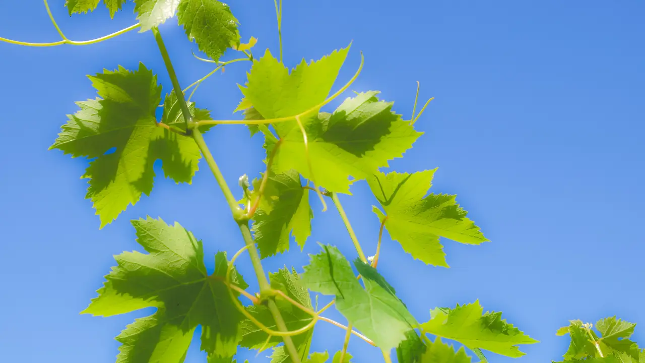 devocional para mulheres ilustrado por folhas de videira