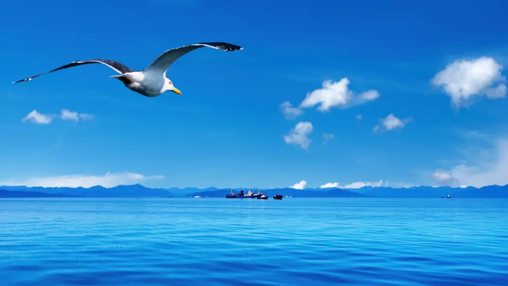 céu azul sob o mar com uma águia sobrevoando para simbolizar a força que vem do alto, vem de Deus.