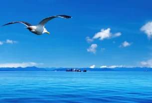 céu azul sob o mar com uma águia sobrevoando para simbolizar a força que vem do alto, vem de Deus.