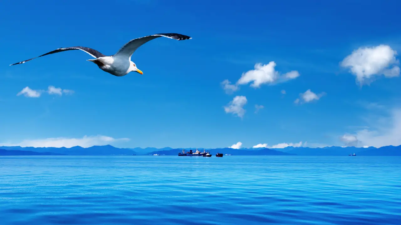 céu azul sob o mar com uma águia sobrevoando para simbolizar a força que vem do alto, vem de Deus.