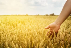 campo de trigo e uma mão femininina tocando as espigas para simbolizar o constante trabalho de Rute
