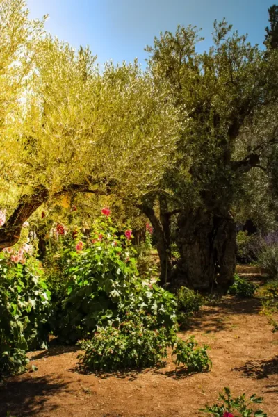 O que o getsêmani revela